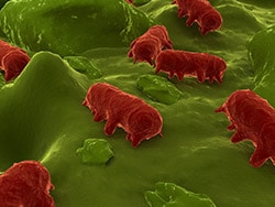 Salmonella Virus